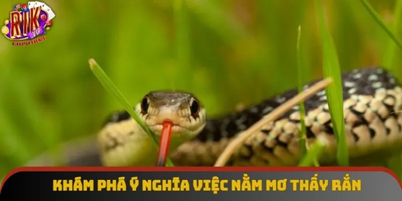 Khám phá ý nghĩa việc nằm mơ thấy rắn