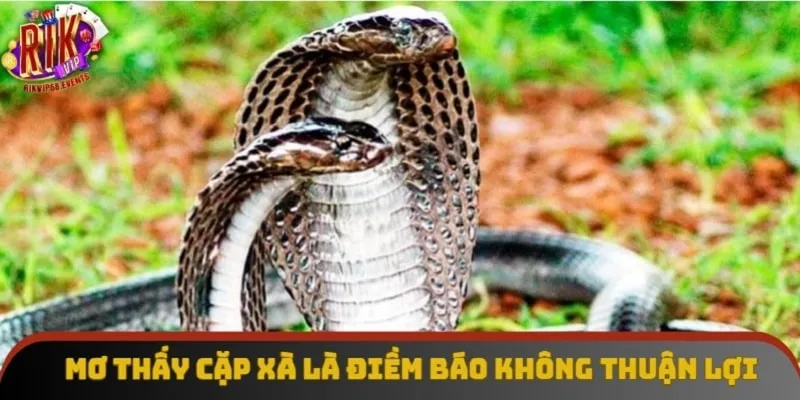 Mơ thấy cặp xà là điềm báo không thuận lợi